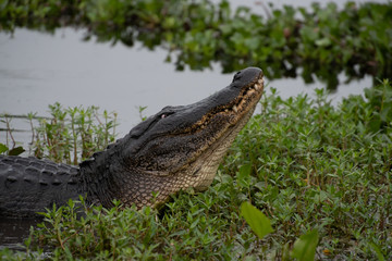 alligator