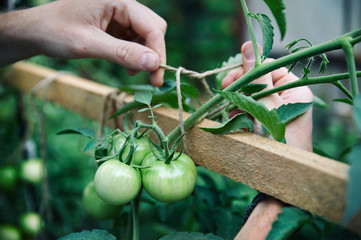 Farmer in greenhouse