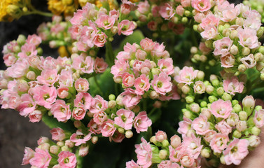 Tiny flowers of the kalanchoe plant