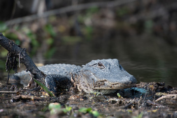 alligator