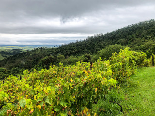  Top view of the vineyards in the mountain during cloudy raining season. Grapevines in the green hills. Vineyards for making wine grown in the valleys on rainy days and fog blowing through.