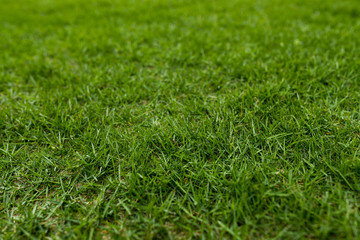 Green lawn meadow