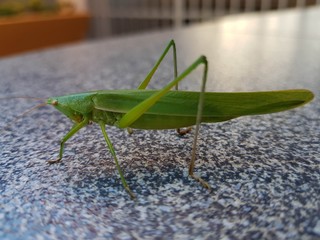 Green grasshopper closeup
