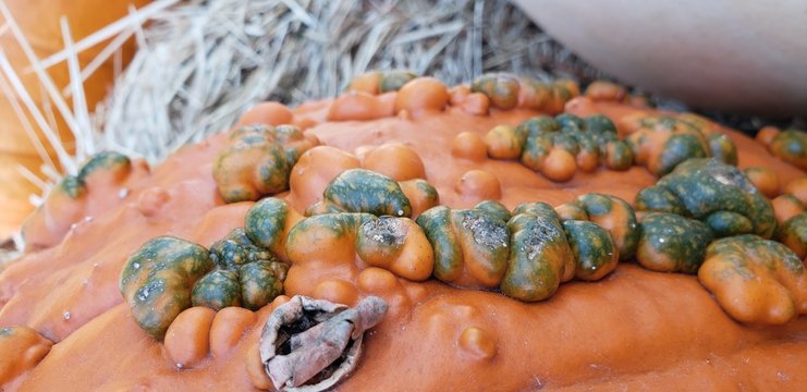 citrouille