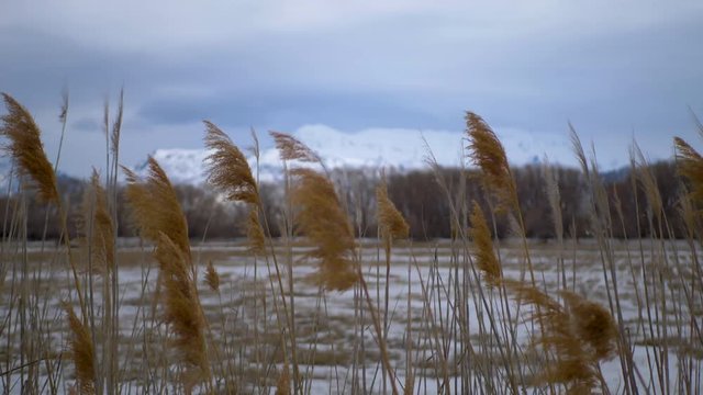 Pampus grass blowing in the wind with blurred, snowy fields, trees and mountains in the background