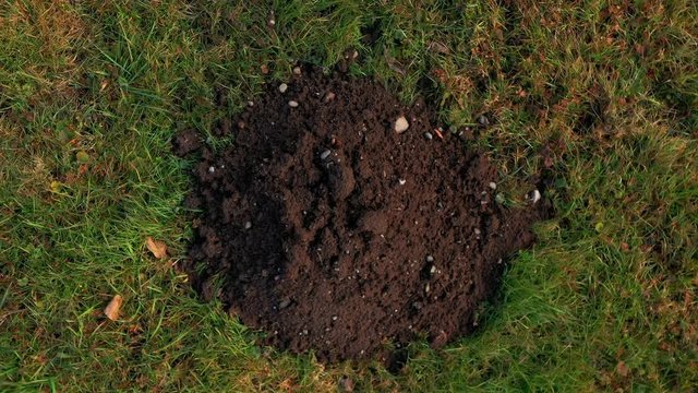 Slow, aerial pull out from directly above a molehill in a green lawn.