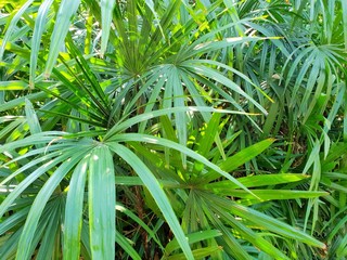 Top view of branch and leaves saw palmetto as a background, Abstract leaves texture, Ecological Concept (sabal palm, Serenoa repens)