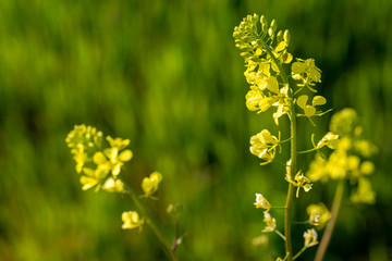 Mustard herbal flower in nature. Flora photo.