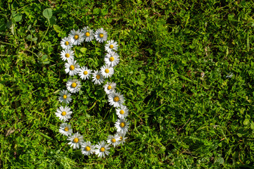 Fototapeta premium March 8th white daisy figure, World woman's day concept photo