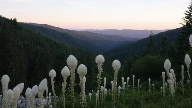 Reveal shot of beautiful mountains and valleys at sunset in Idaho, with a patch of flowers in the foreground