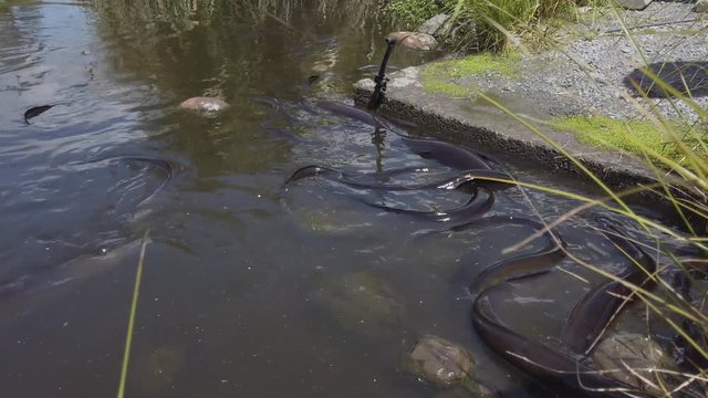 New Zealand Longfin Eels, pan over swarm of eels, 4k