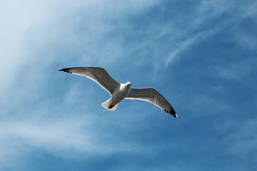 Seagull flying in the sky