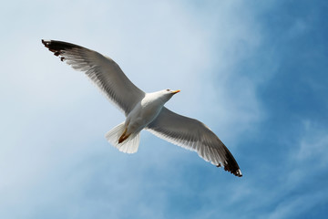 Seagull flying in the sky