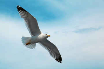 Seagull flying in the sky