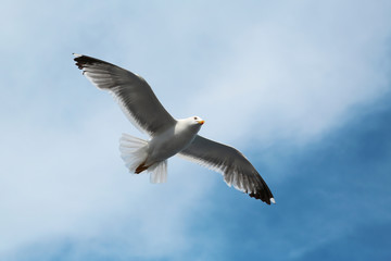 Seagull flying in the sky