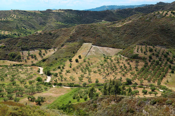 Olive plantations near Nea Skioni village, Greece