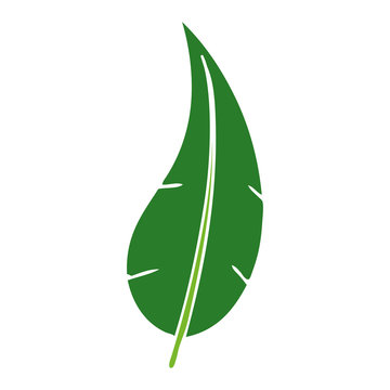 cartoon doodle of a green long leaf