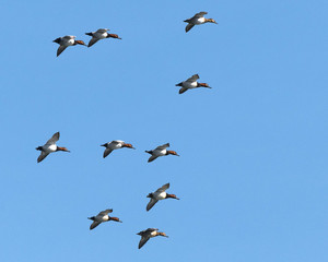 Tundra Swans
