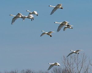 Tundra Swans