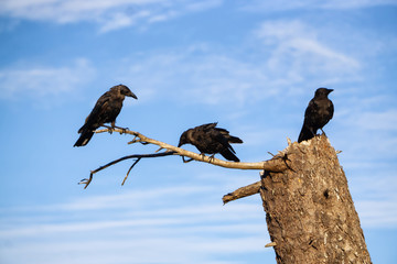 Birds on a tree during a sunny summer evening. Taken in Port Hardy in Vancouver Island, British Columbia, Canada.