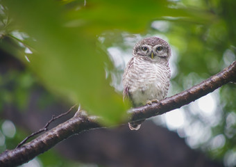 close up owl on tree branch