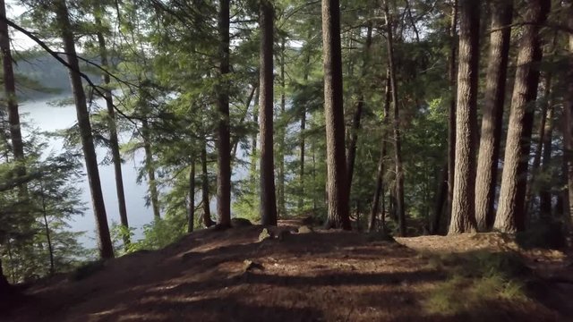 A beautiful, cinematic dolly shot, deep in the woods of Chelsea, Quebec. The camera pushes towards the sunlit red pines, coming over a ledge, revealing the forest floor.