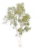 Green beautiful eucalyptus tree isolated on white background