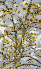 View of yellow which hazel branch in bloom from below, snow covered on top