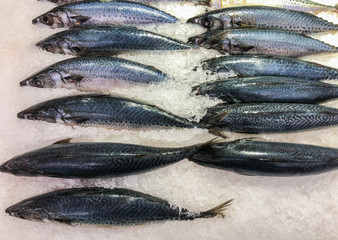 Saba fish on ice at the fish market decorated for sale.