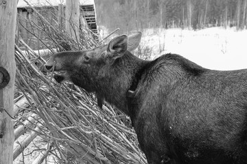 young moose eating tree branches. black and whie. close-up