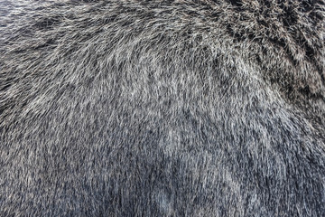 moose fur hair texture background