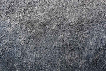 moose fur hair texture background