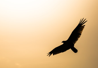 isolierter Adler fliegt in Richtung Sonne vor orangenem Hintergrund