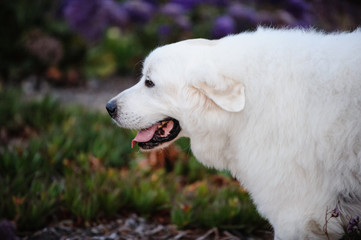 Great Pyrenees dog in field of purple flowers