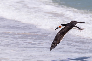 isolierter Scherenschnabel fliegt knapp über dem Meer am Strand