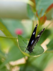 Black butterfly on the green leaves blur nature background