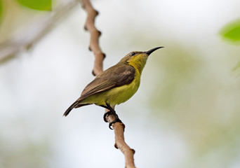Close up Olive-Backed Sunbird Perched on Branch Isolated on Background