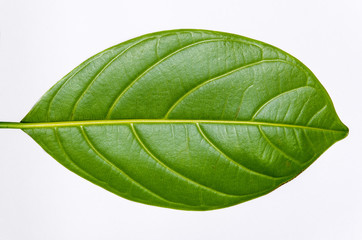 Fototapeta na wymiar A piece of jackfruit leaf