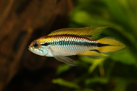 Agassiz's dwarf cichlid Apistogramma Agassizii aquarium fish 