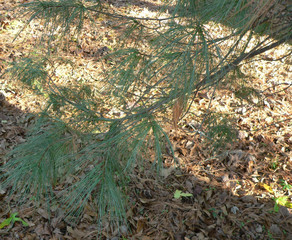 pine needles over fallen leaves