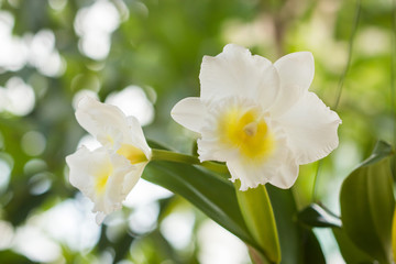 Obraz premium White bright cattleya orchid flower