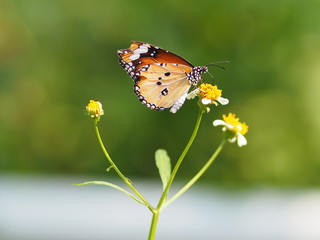 butterfly on the flower blur nature background