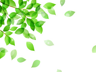Fresh green and Leaf dancing background material