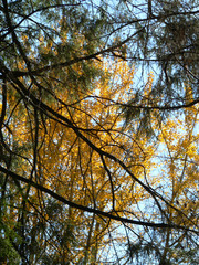 maple thru hemlock