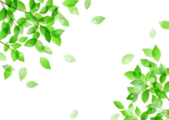 Fresh green and sunbeams background material