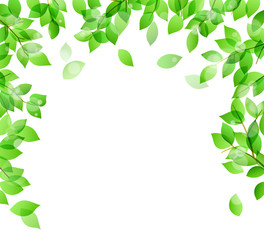 Fresh green and sunbeams background material