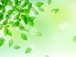 Fresh green and sunbeams background material