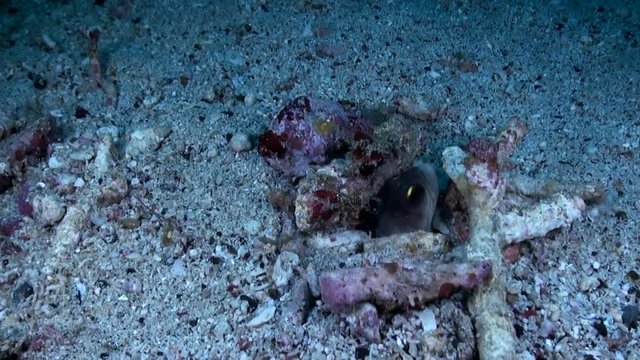  Tiger Jawfish (Opistognathus randalli) Diving in Its Hole - Philippines