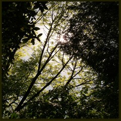 green air