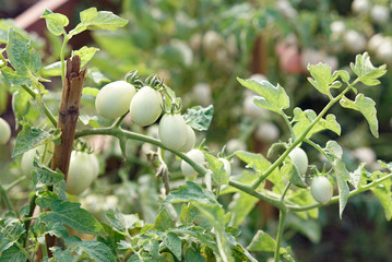 Green Unripe Tomato Growing in Garden         